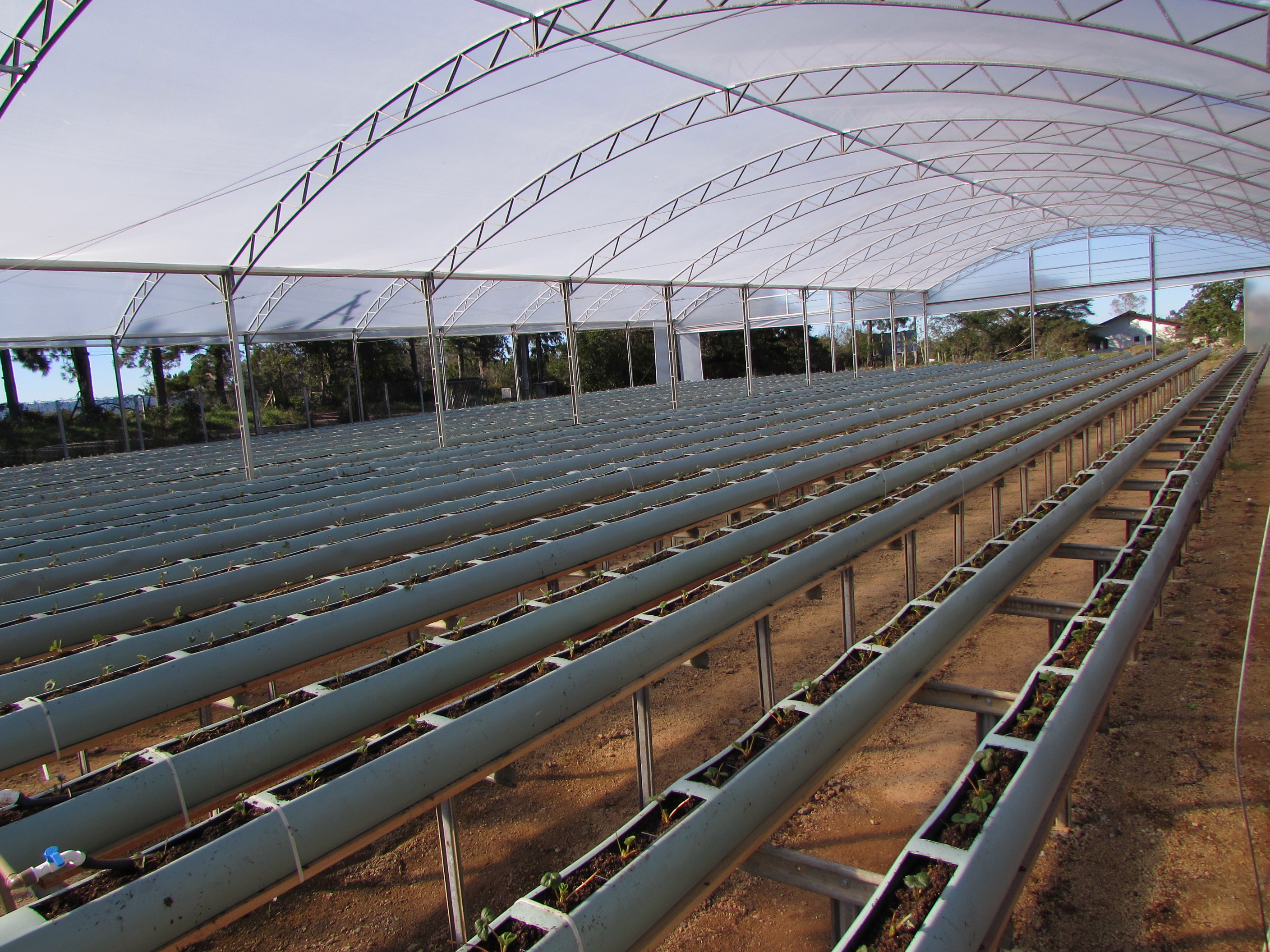 Buscando soluções para o produtor hidropônico