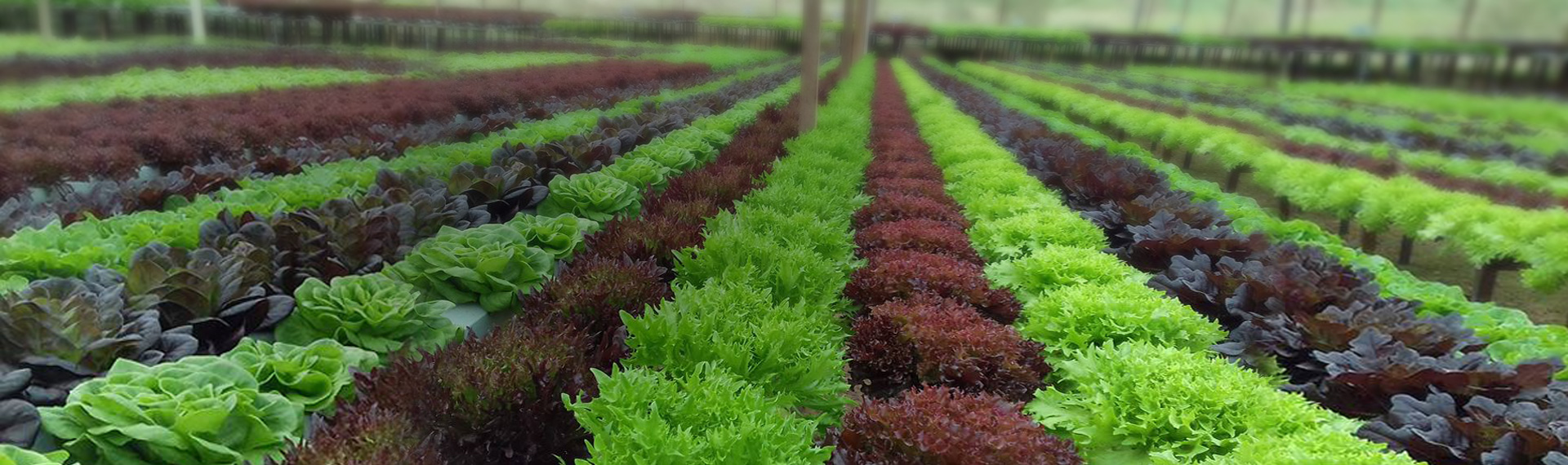 Cultivando negócios e colhendo resultados